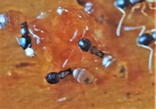 Tapinoma melanocephalum